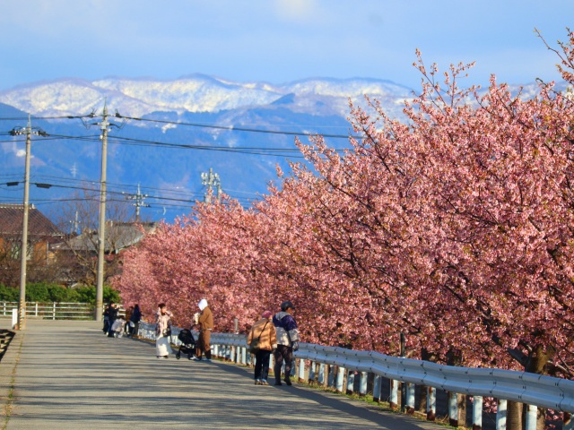 西米光町の河津桜~美川・蝶屋桜の名所~